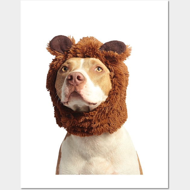 Photograph of cute brown and white american pit bull terrier wearing brown costume Wall Art by keeplooping